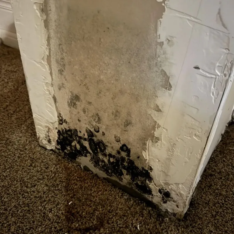 Professional Mold Removal in Crown Point, IN